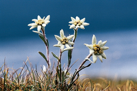 burgeck_edelweiss burgeck_edelweiss