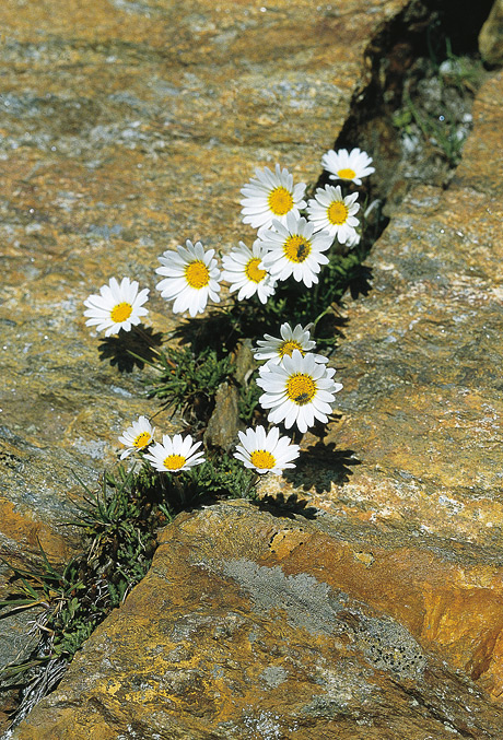 burgeck_felsblumen burgeck_felsblumen